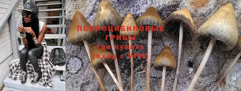 Псилоцибиновые грибы Cubensis  купить наркотик  маркетплейс состав  Лениногорск 